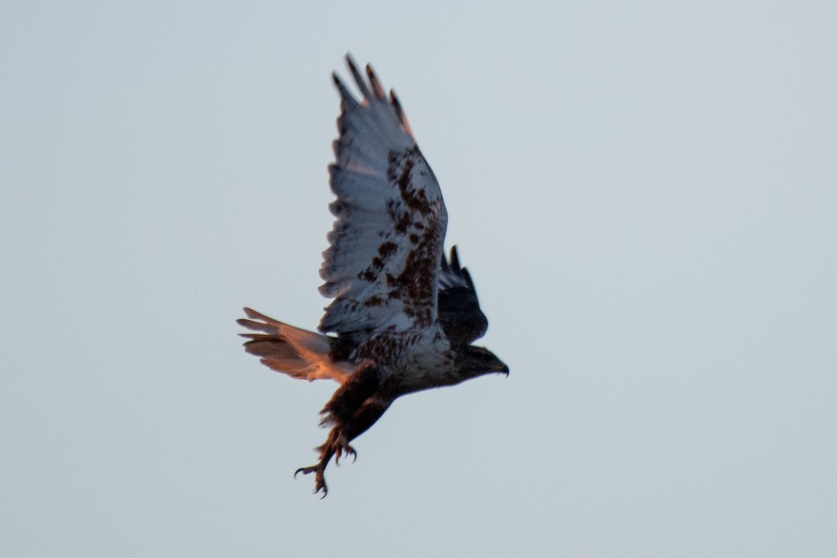 Ferruginous Hawk - ML611598180