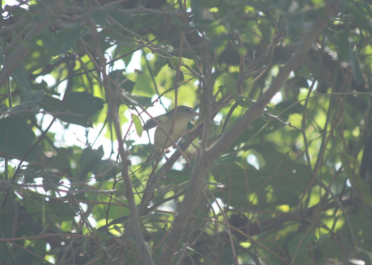 Bell's Vireo - Guillermo Funes