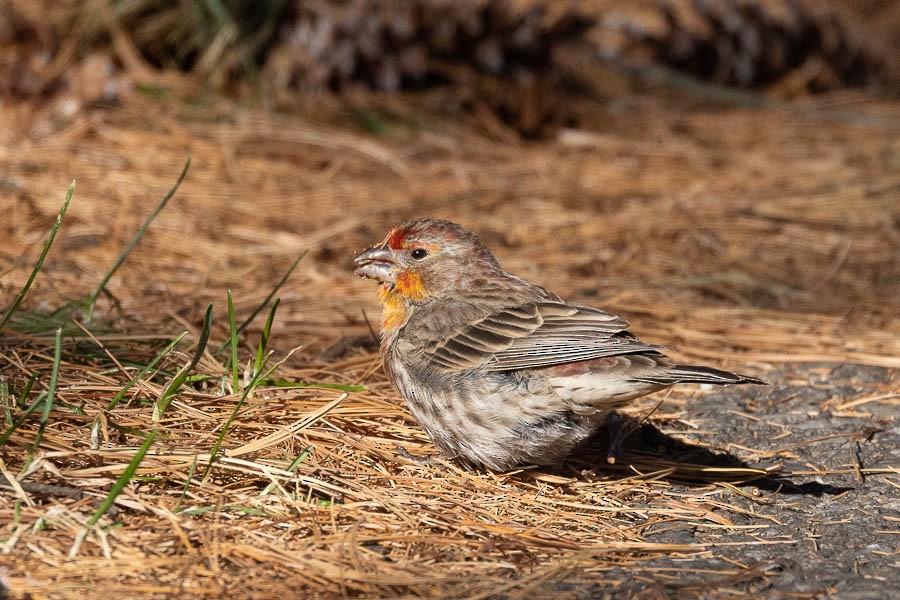 House Finch - Sandra Rosenhouse