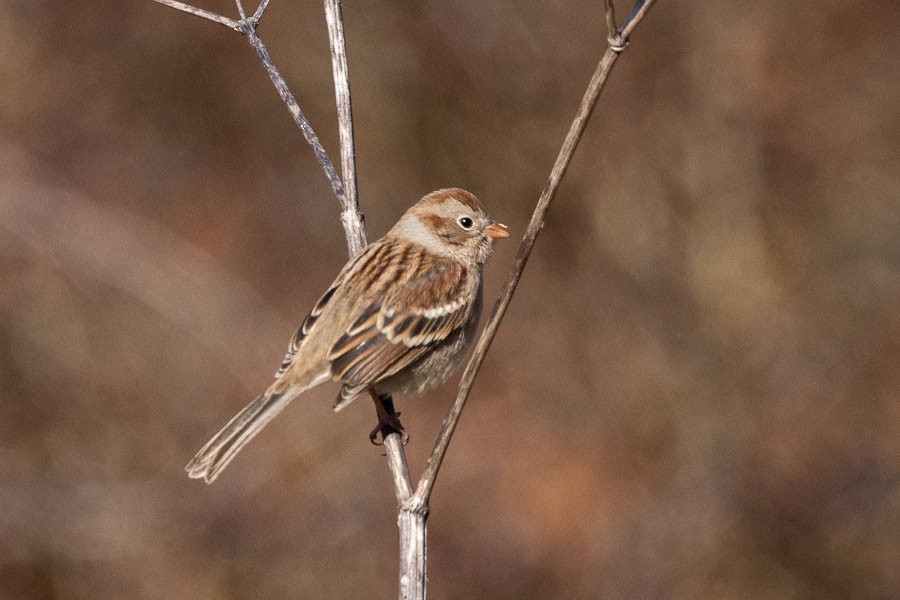 Field Sparrow - ML611598329
