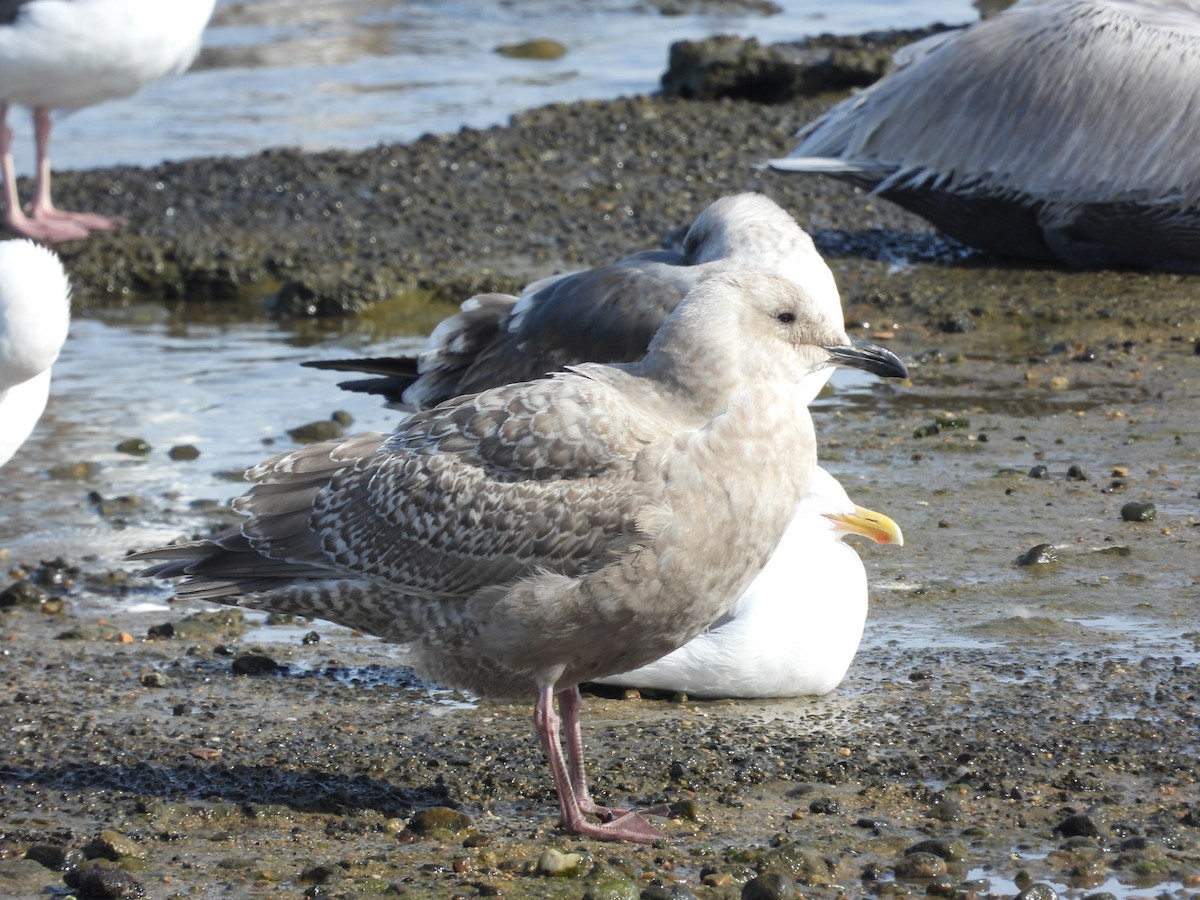 Herring x Glaucous-winged Gull (hybrid) - ML611598356