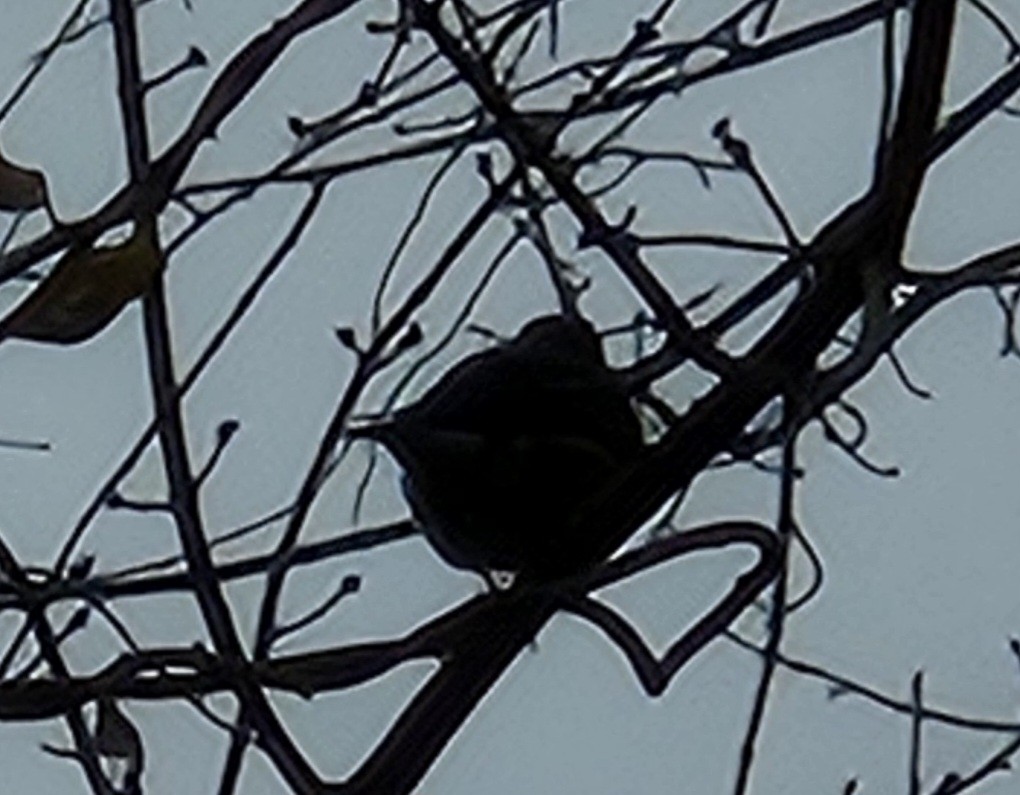 Eastern Bluebird (Eastern) - ML611598398