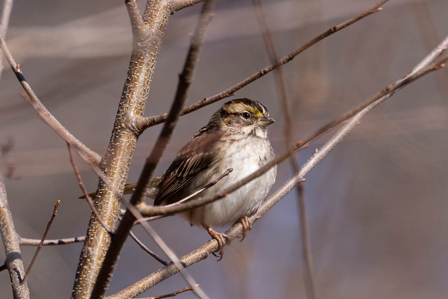 White-throated Sparrow - ML611598407