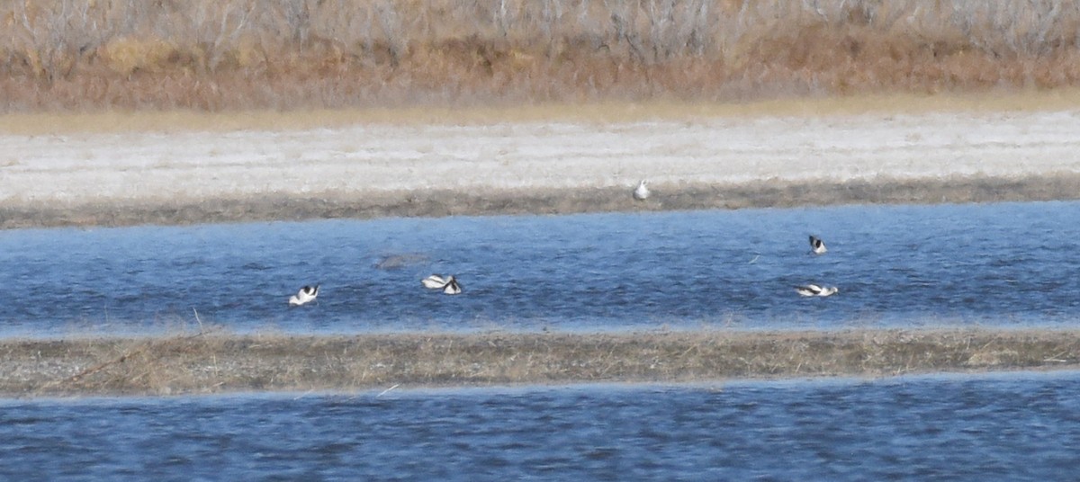 Avocette d'Amérique - ML611598444