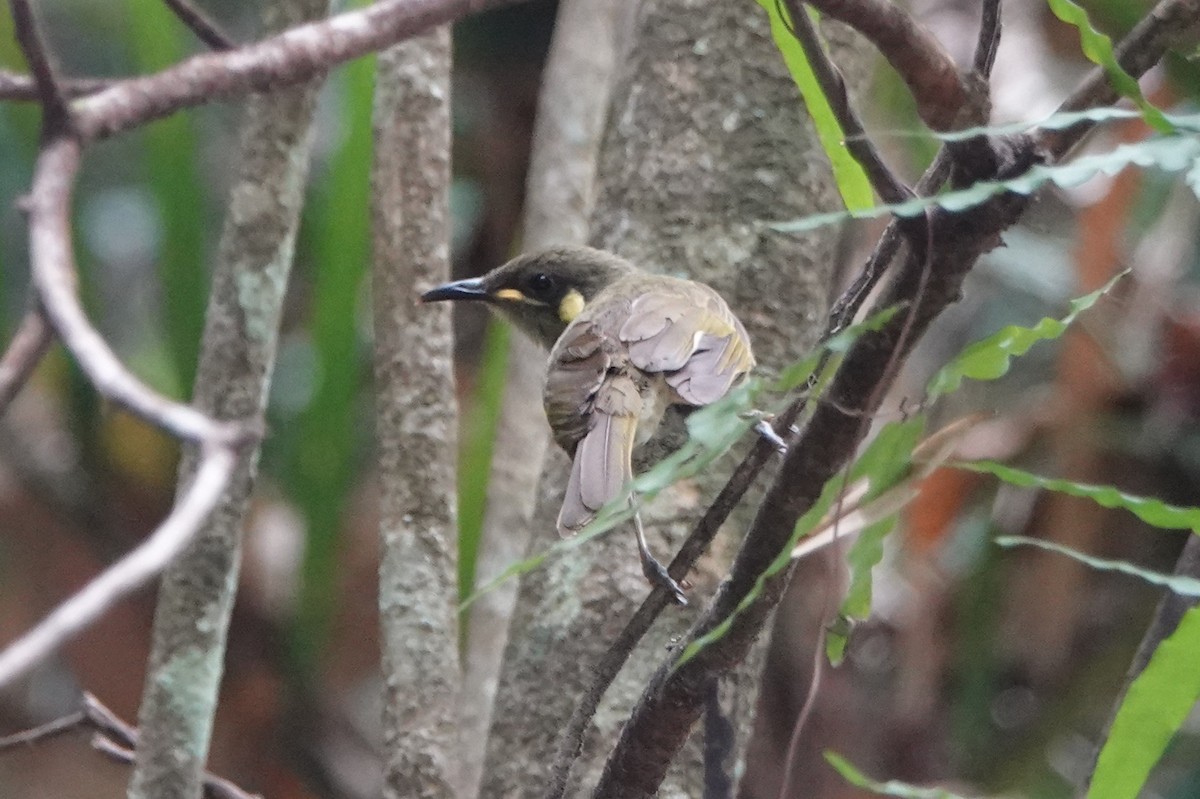 Yellow-spotted Honeyeater - ML611598494