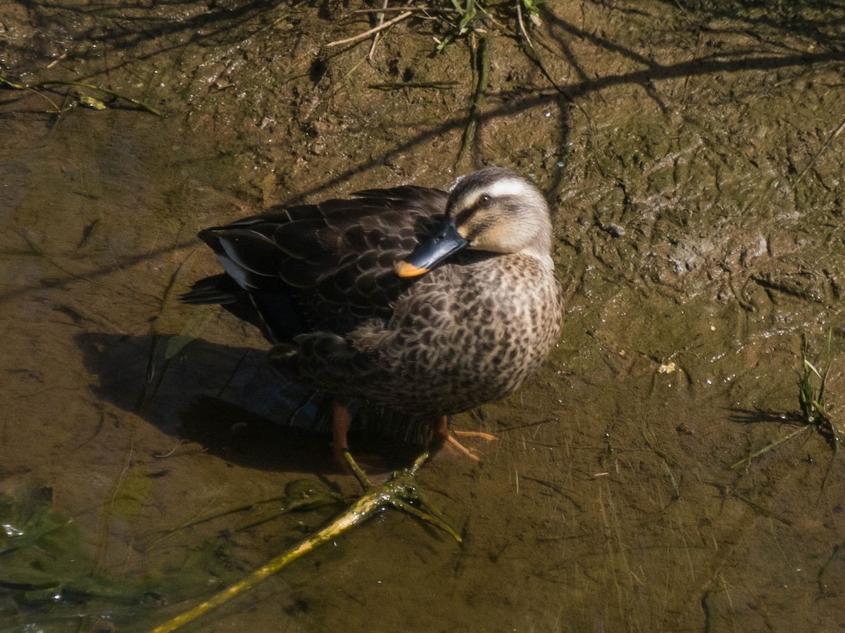 Eastern Spot-billed Duck - Glenn McKinlay