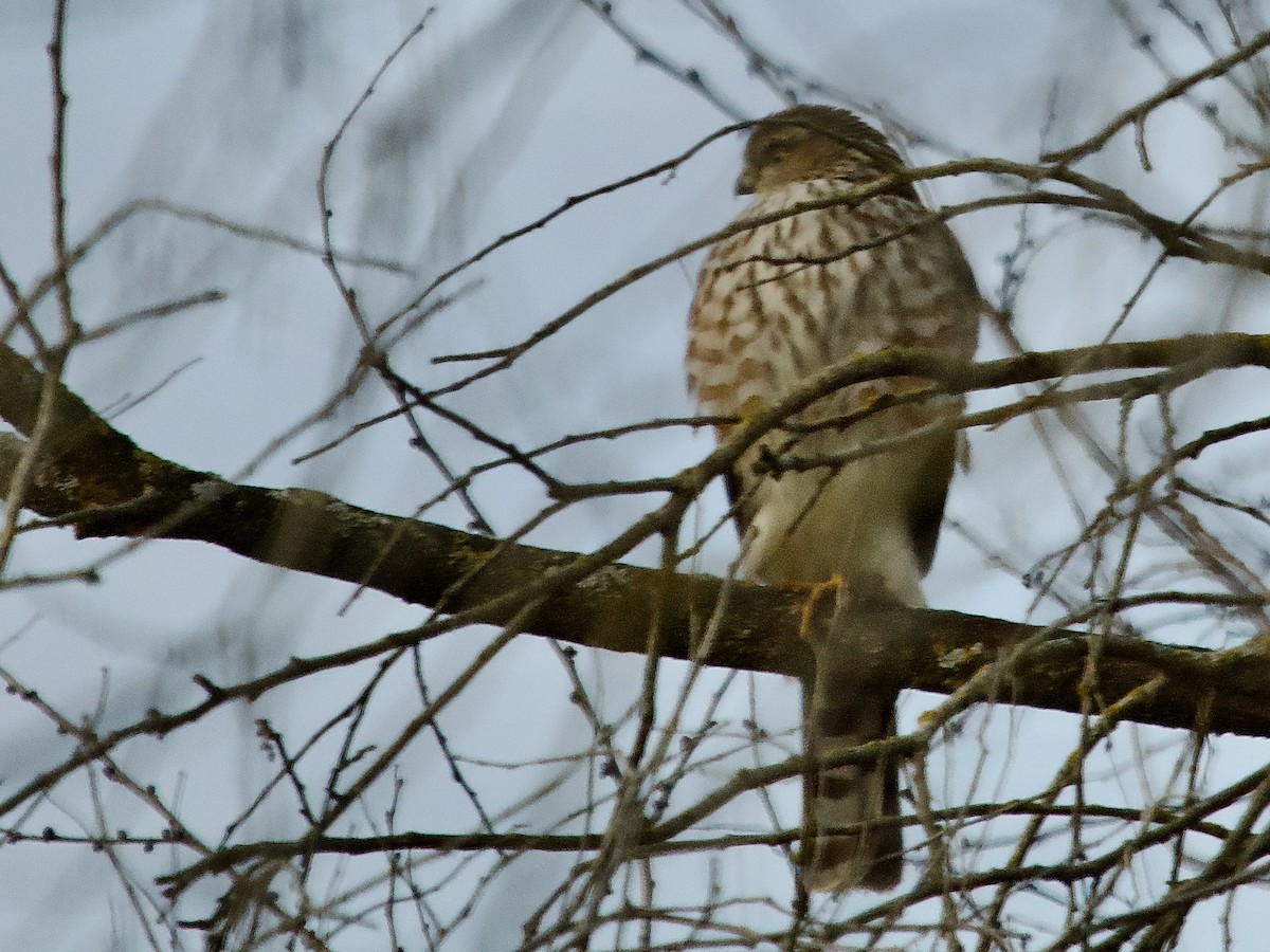 Sharp-shinned Hawk - ML611598583