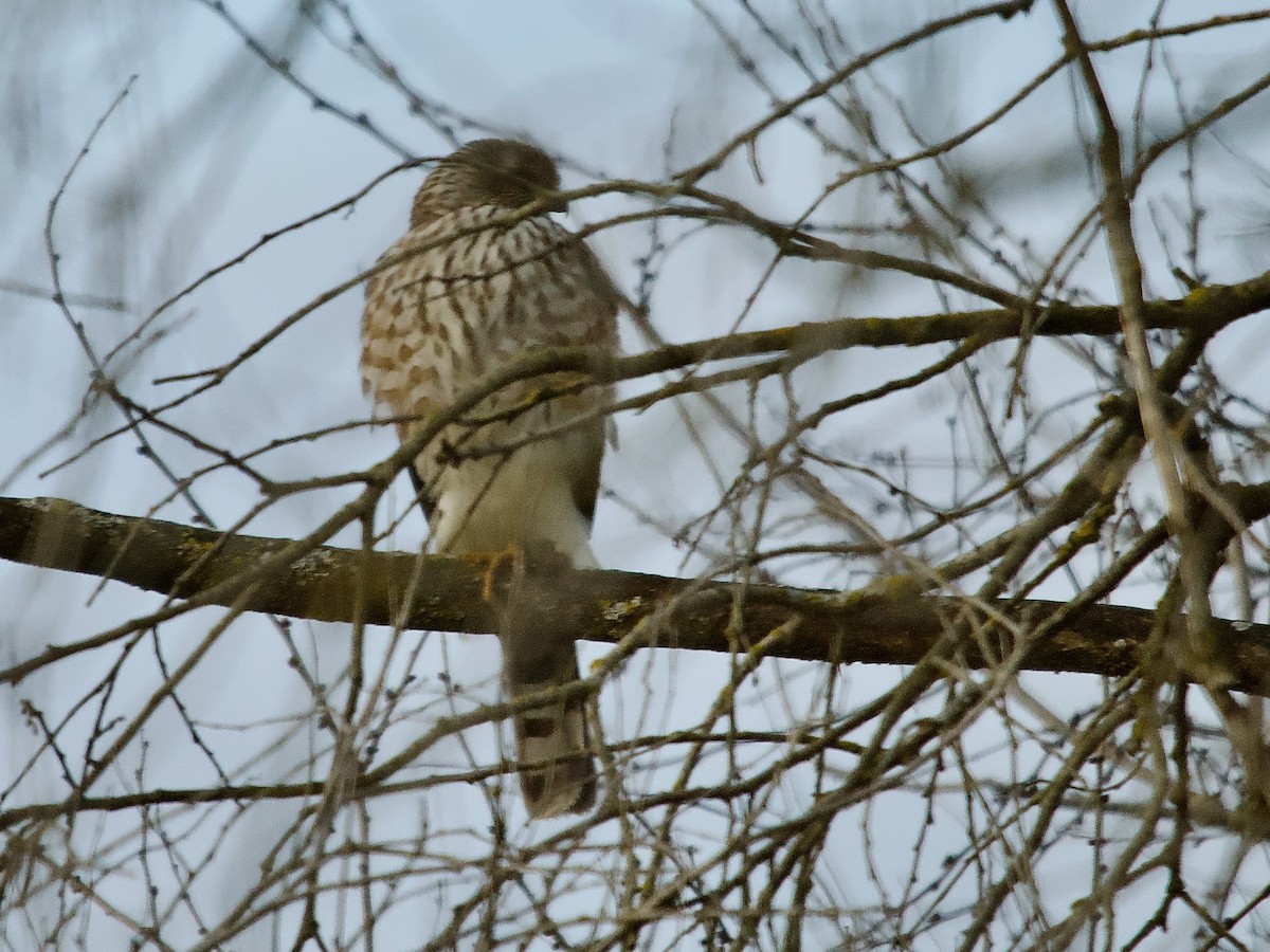 Sharp-shinned Hawk - ML611598585