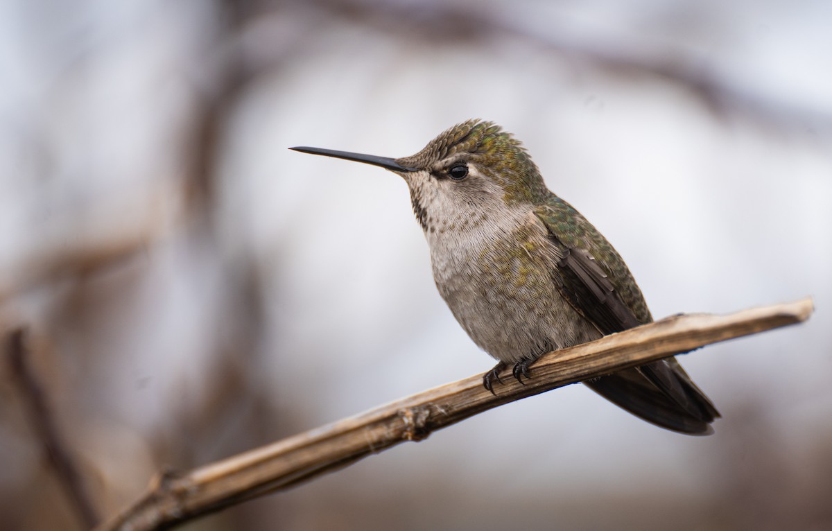 Anna's Hummingbird - Kai Frueh