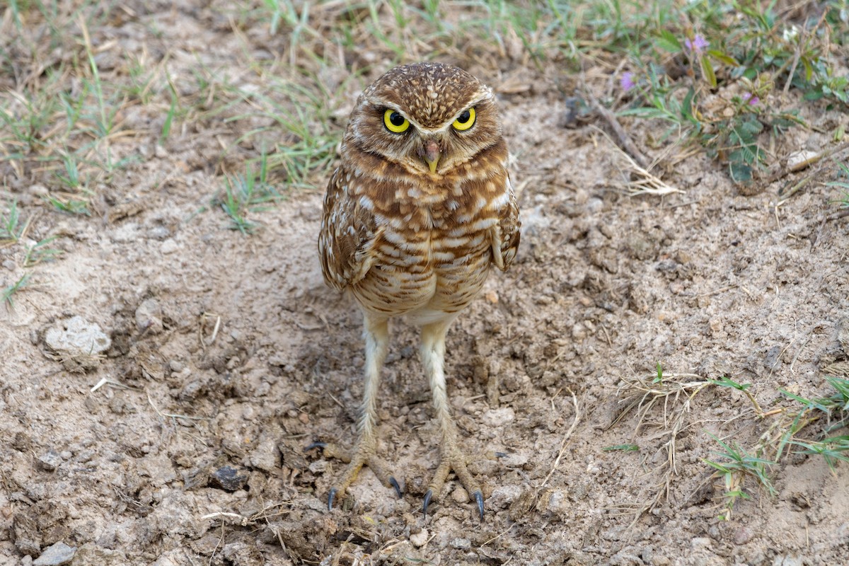 Burrowing Owl - ML611598673