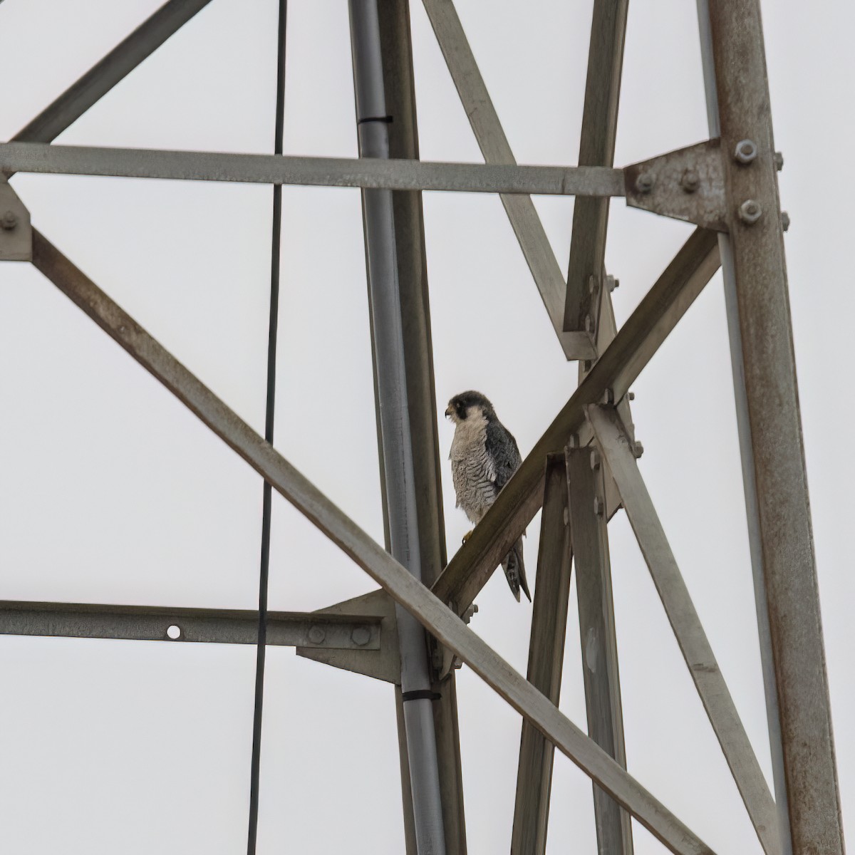 Peregrine Falcon - ML611598674