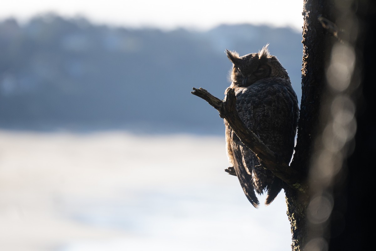 Great Horned Owl - Kai Frueh