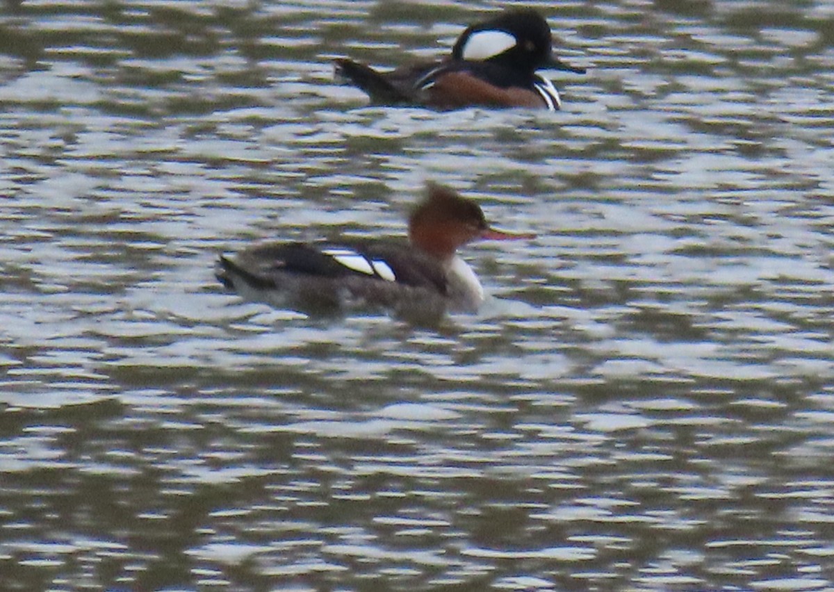 Red-breasted Merganser - ML611598774