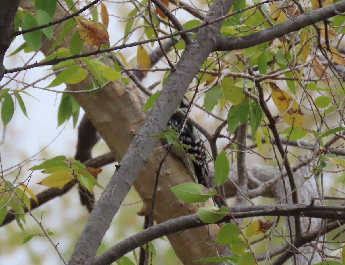 Downy Woodpecker - ML611598786