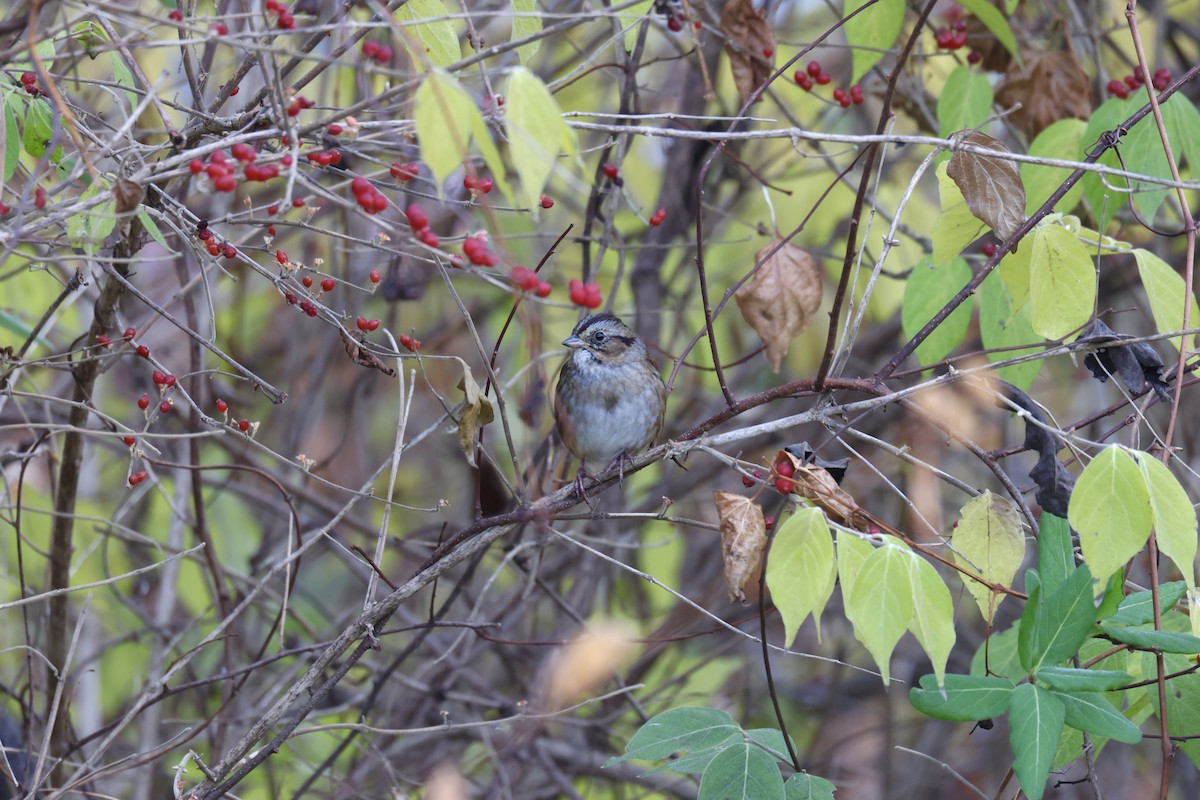 Swamp Sparrow - ML611598830