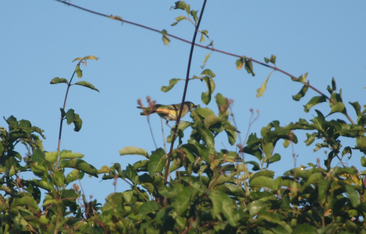 White-eyed Vireo - Guillermo Funes