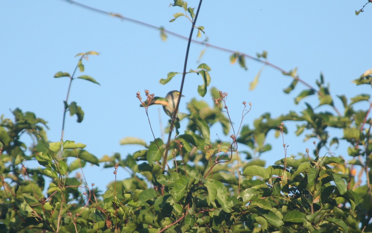 White-eyed Vireo - ML611598954