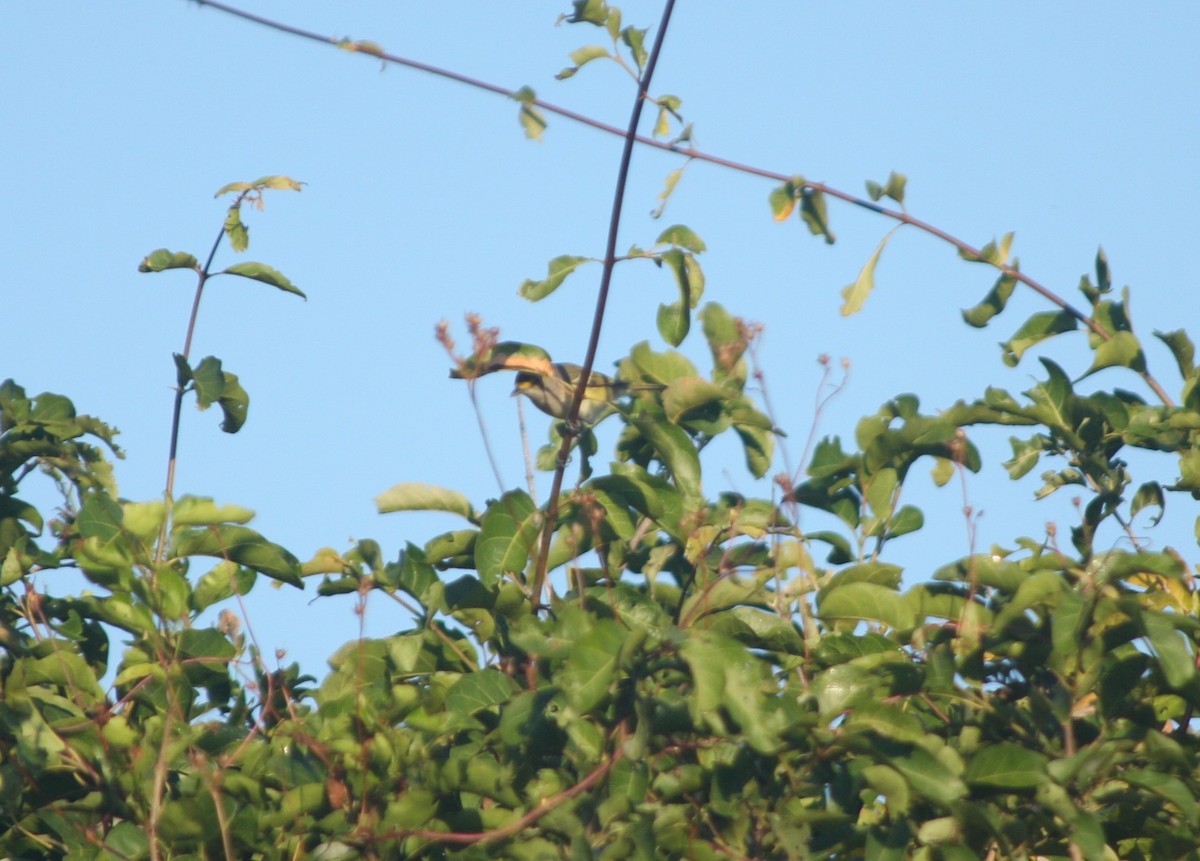 White-eyed Vireo - ML611598955