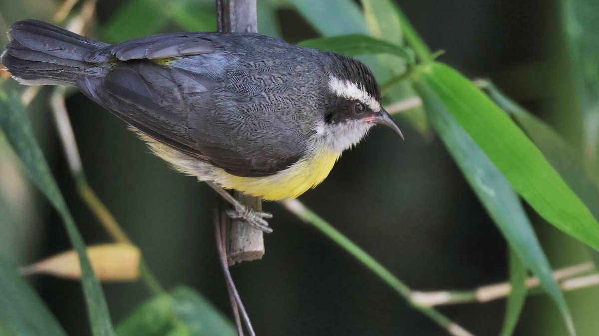 Bananaquit - Janine Schallenberger - @avedavez