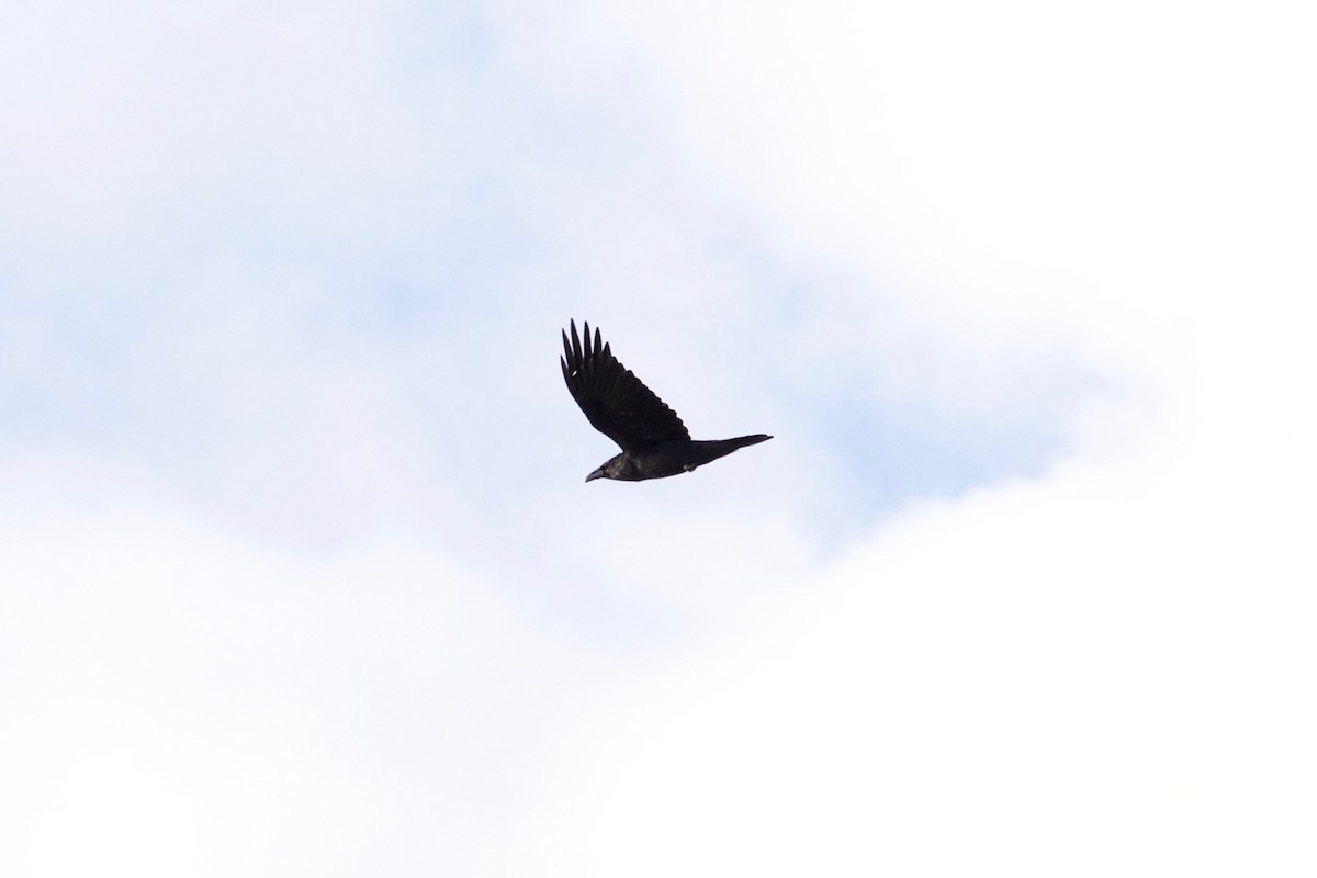 Common Raven - Loyan Beausoleil