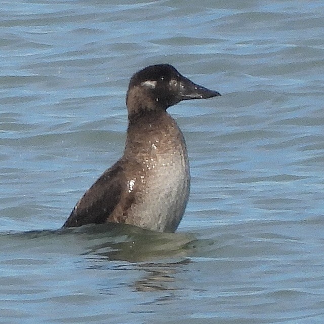 Surf Scoter - ML611599023