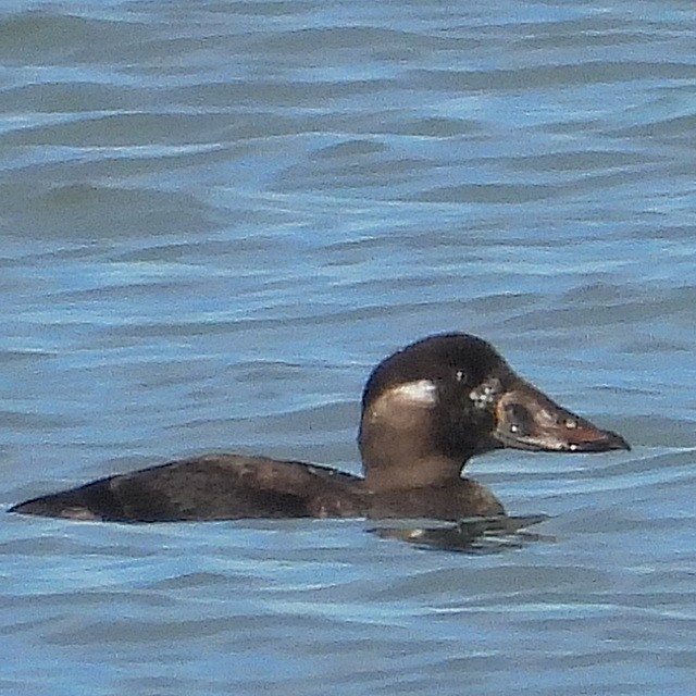 Surf Scoter - ML611599024