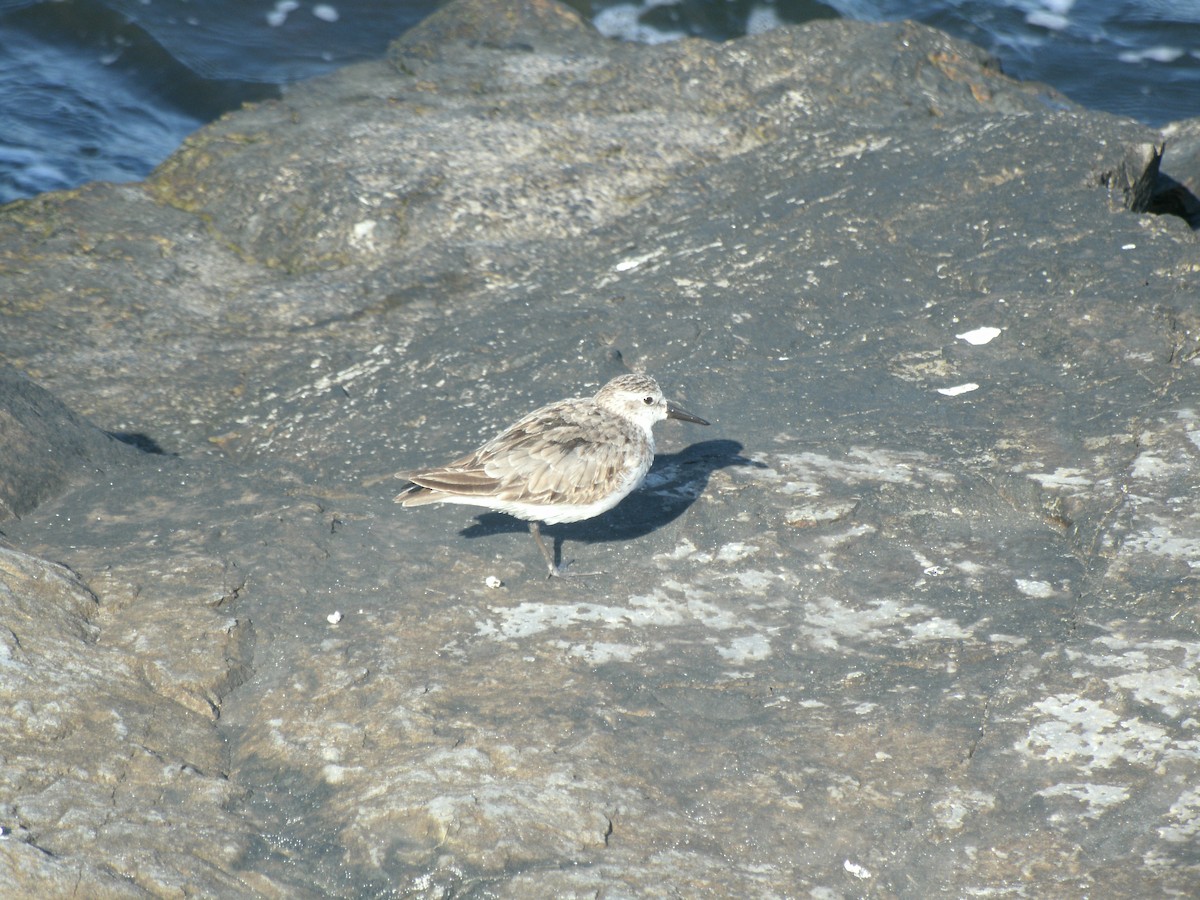 Semipalmated Plover - ML611599038