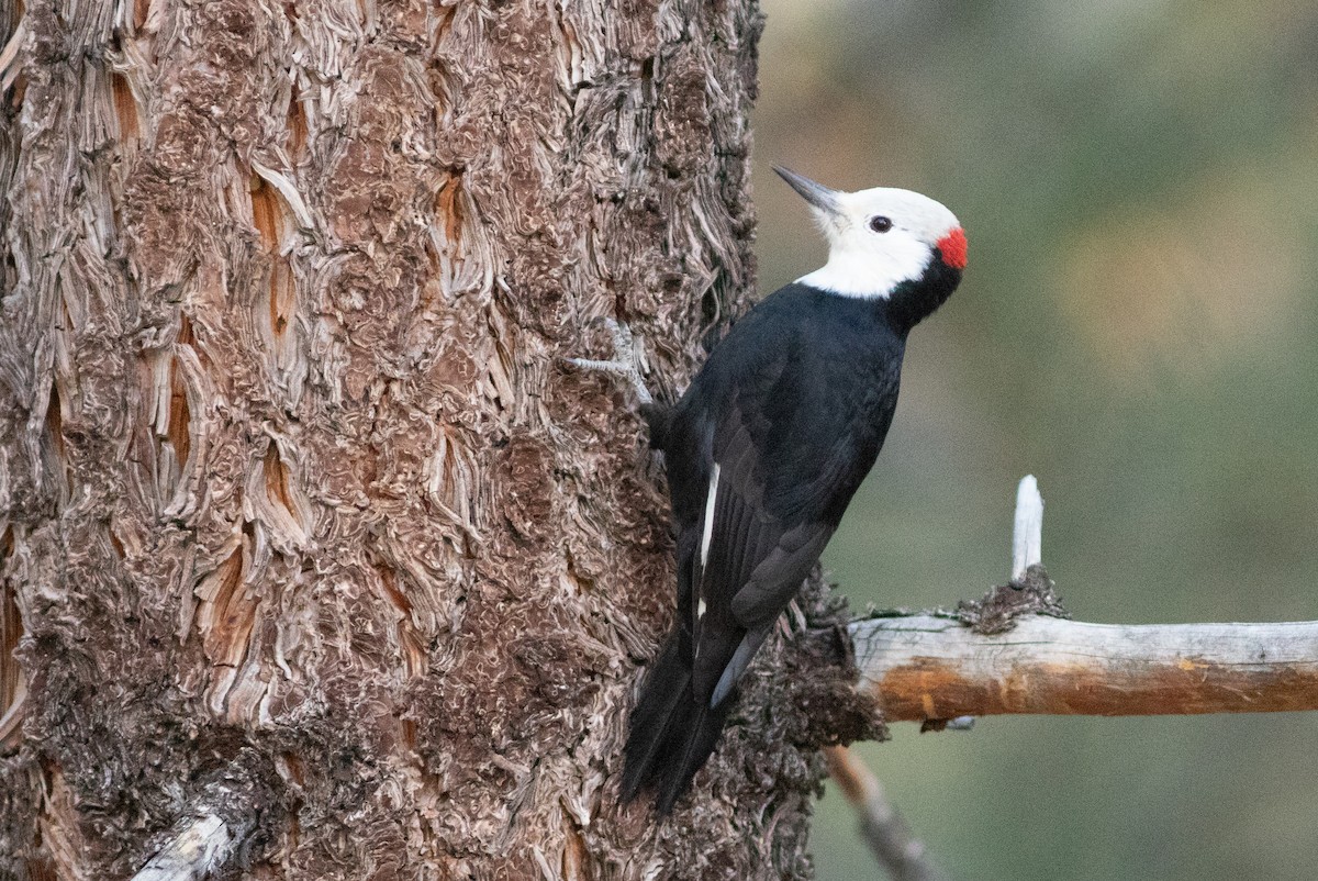 White-headed Woodpecker - Doug Hitchcox