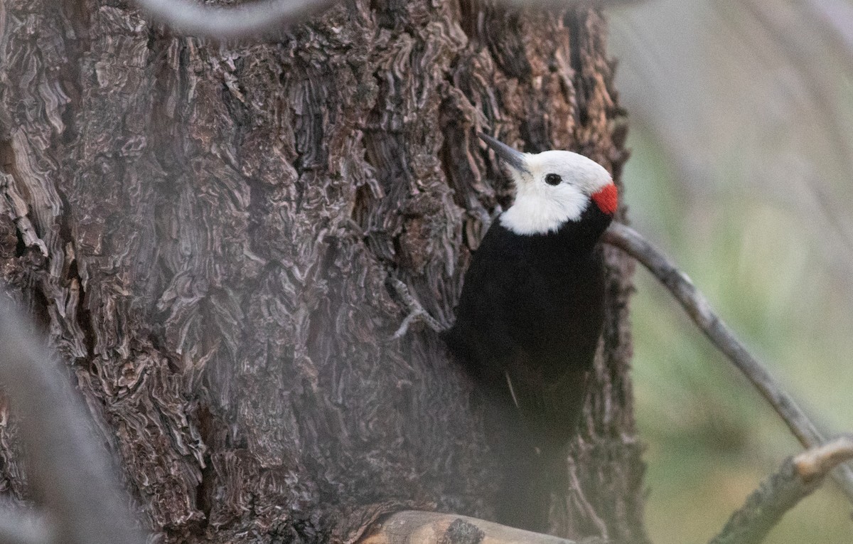 White-headed Woodpecker - Doug Hitchcox