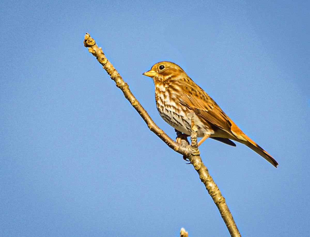 Fox Sparrow - Mike Murphy