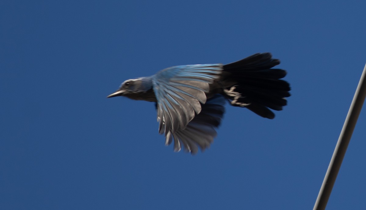 Steller's Jay - ML611599148