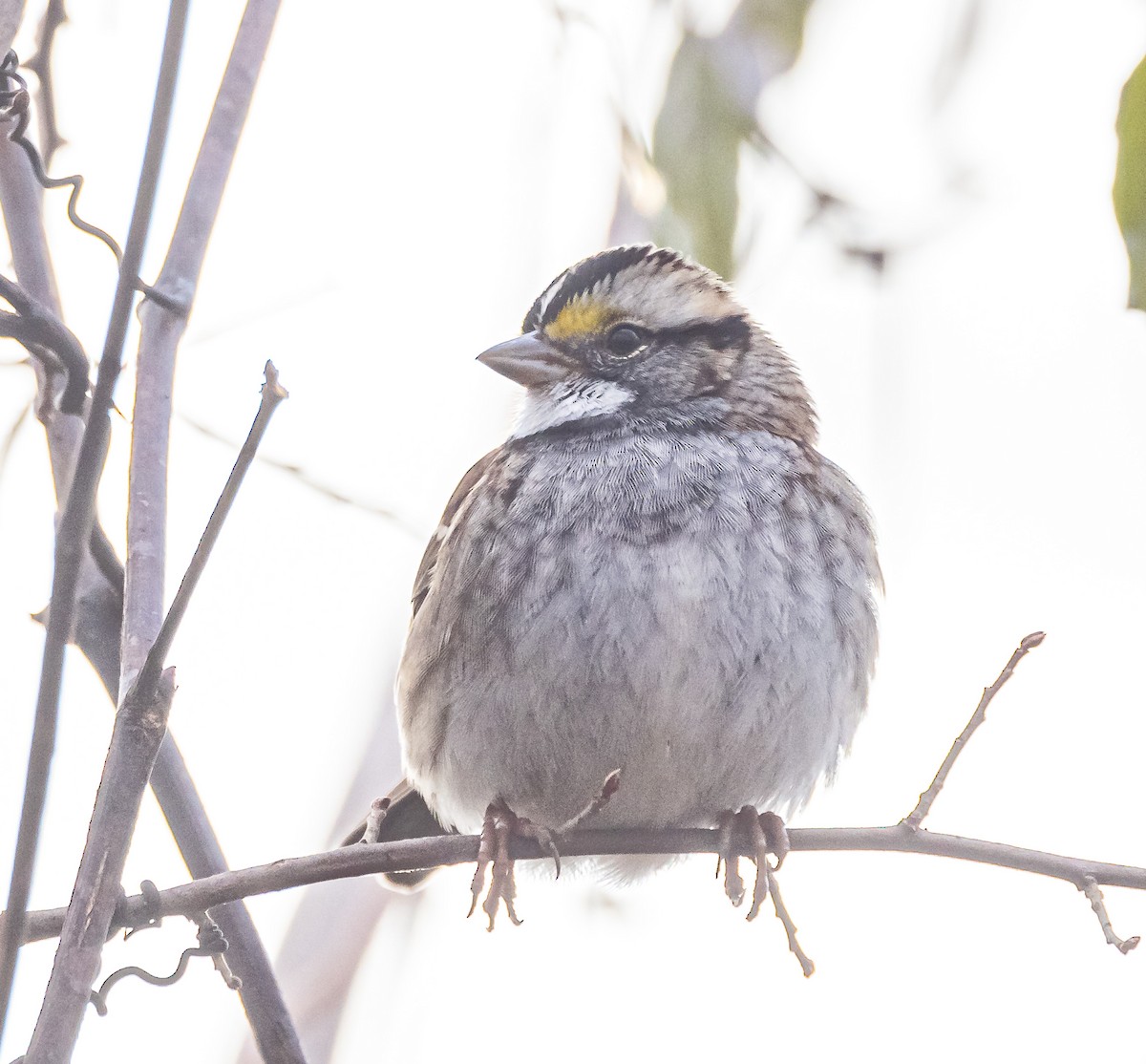 White-throated Sparrow - Mike Murphy