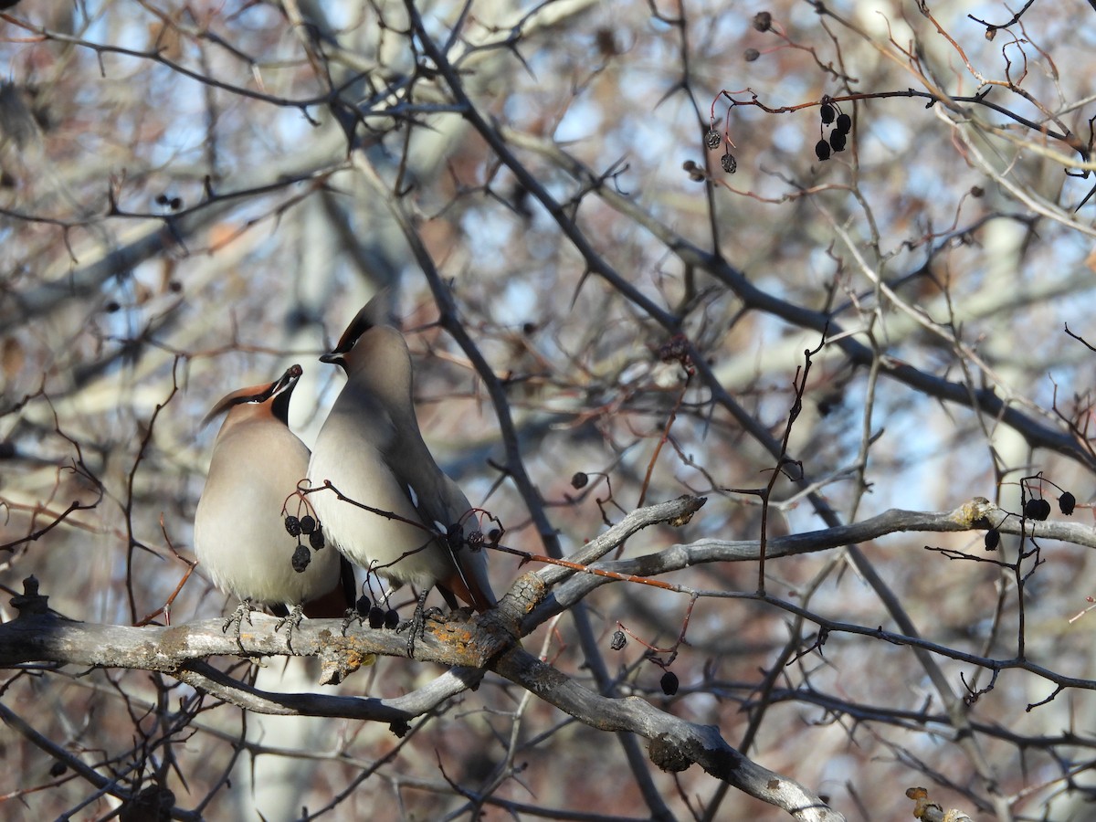 Bohemian Waxwing - ML611599191