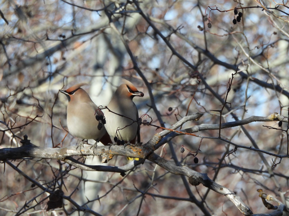 Bohemian Waxwing - ML611599192