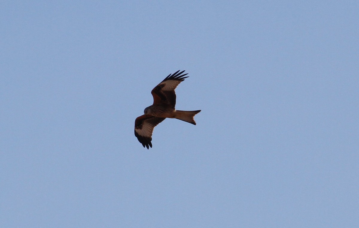 Red Kite - ML611599248