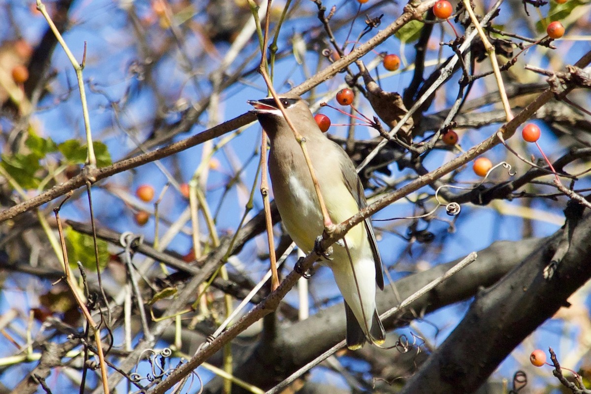 Cedar Waxwing - ML611599273