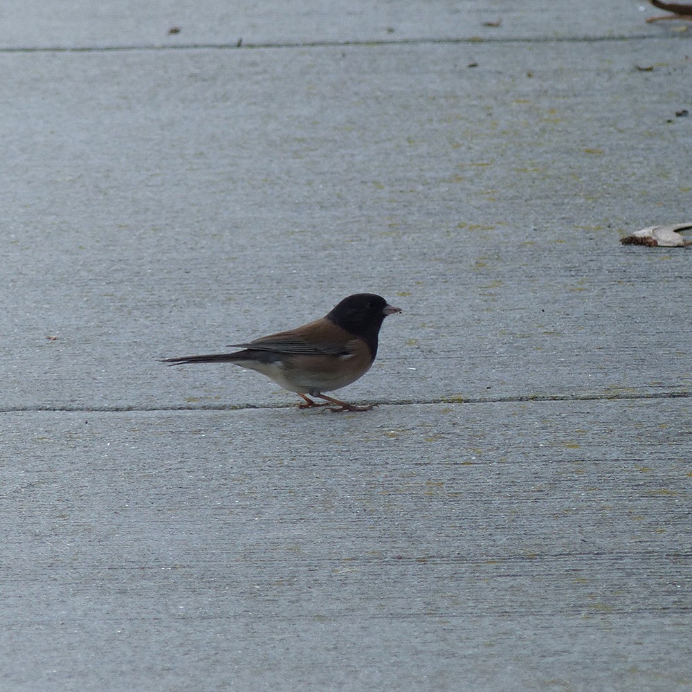 Junco ardoisé - ML611599274