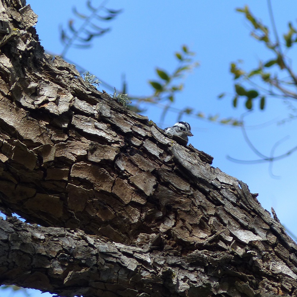 Black-and-white Warbler - ML611599280