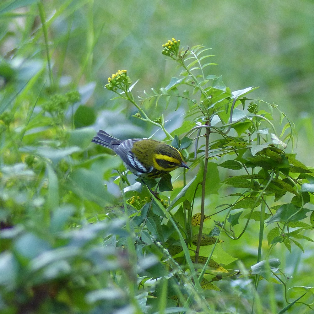 Townsend's Warbler - ML611599283