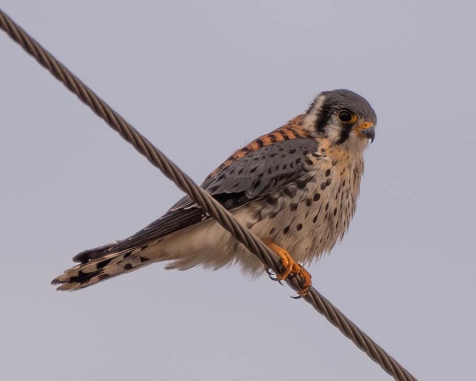 American Kestrel - ML611599328