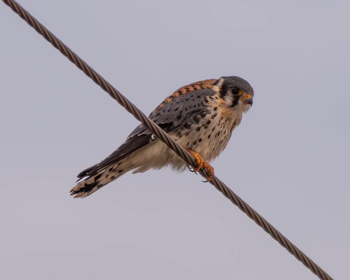 American Kestrel - ML611599329