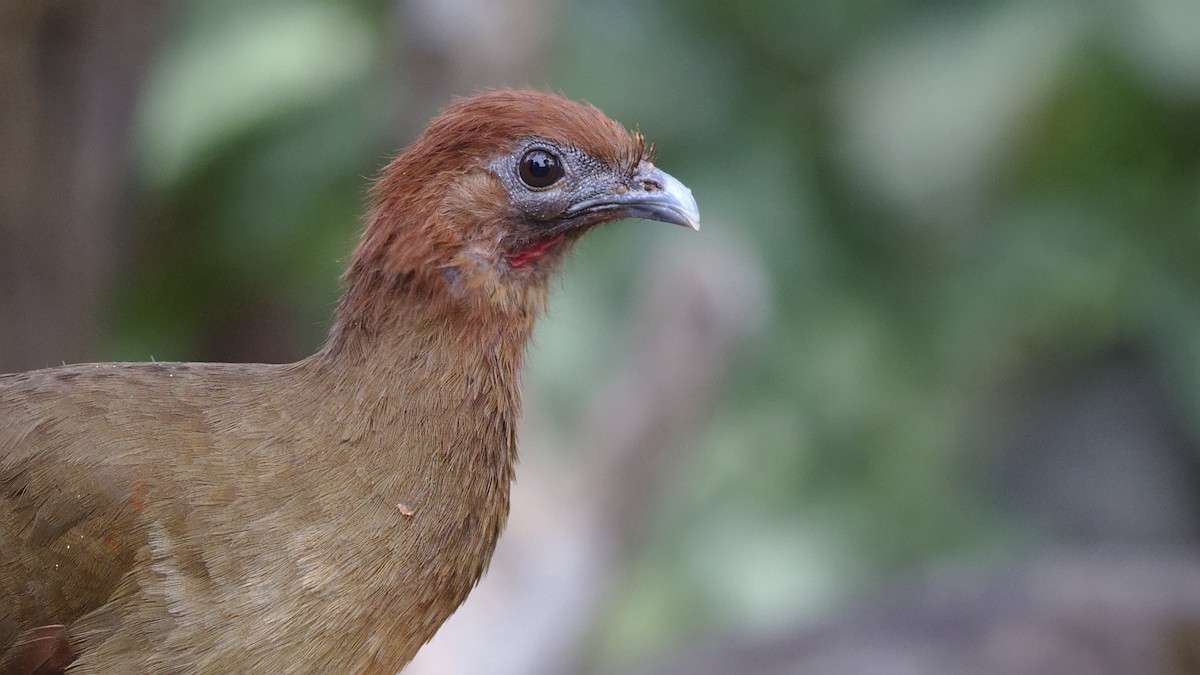 Rufous-headed Chachalaca - ML611599348