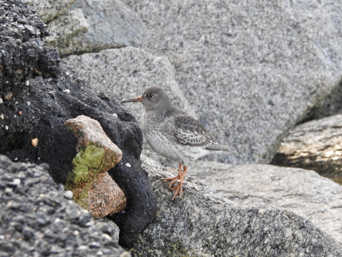 Purple Sandpiper - ML611599369