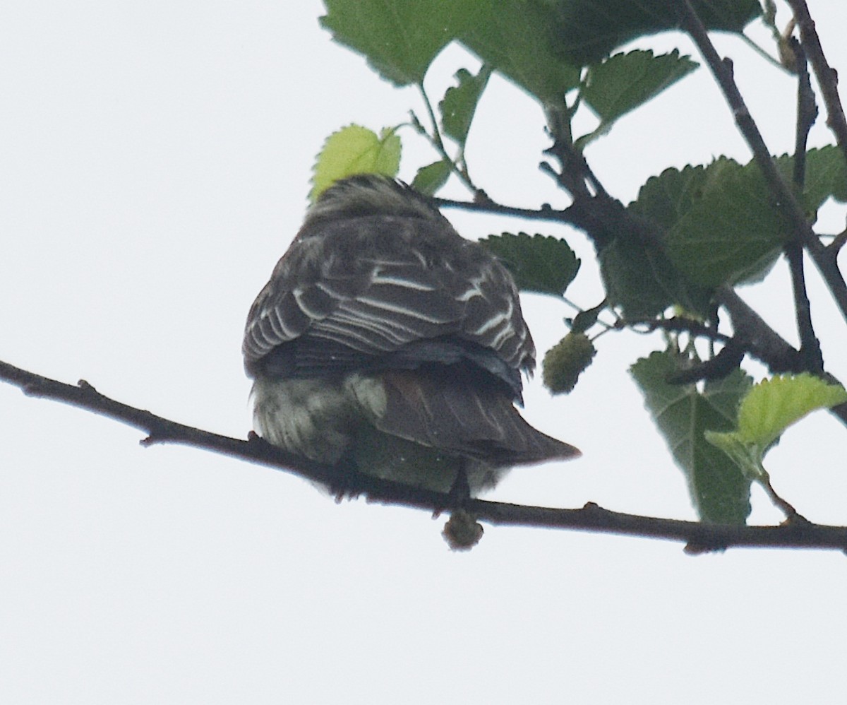 Variegated Flycatcher - andres ebel