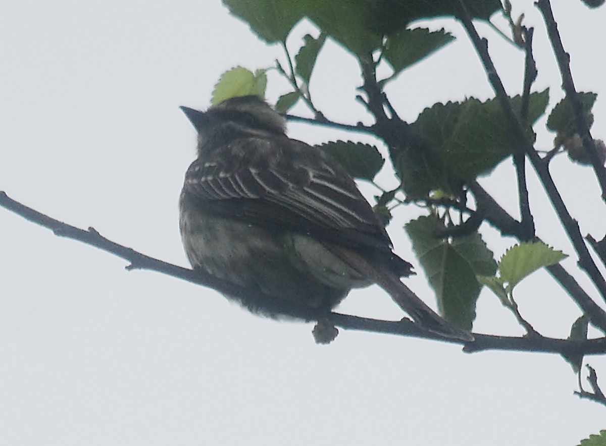 Variegated Flycatcher - andres ebel