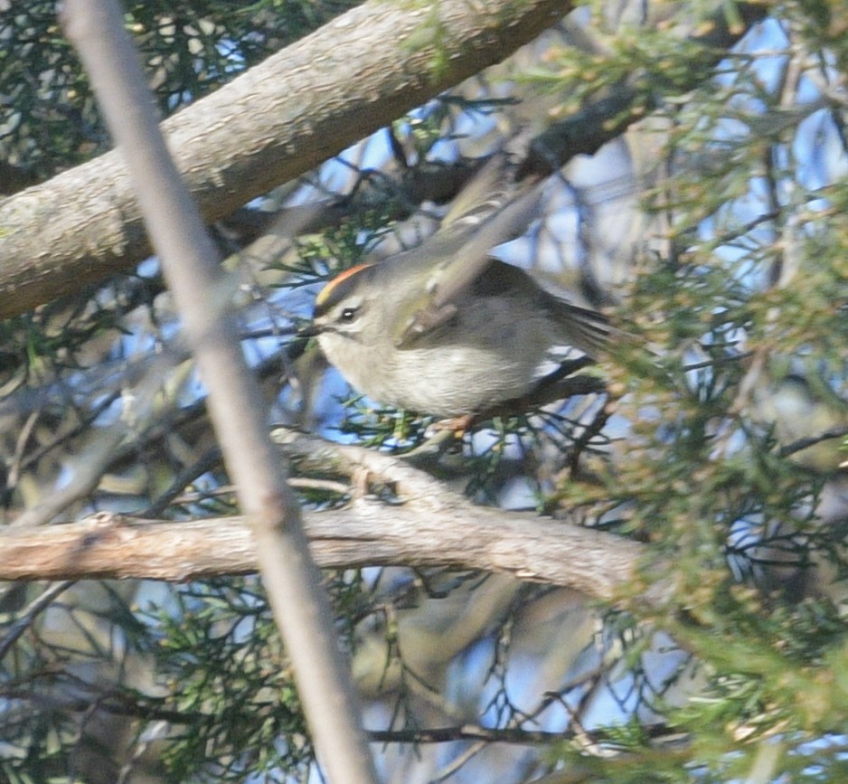 Roitelet à couronne dorée - ML611599502