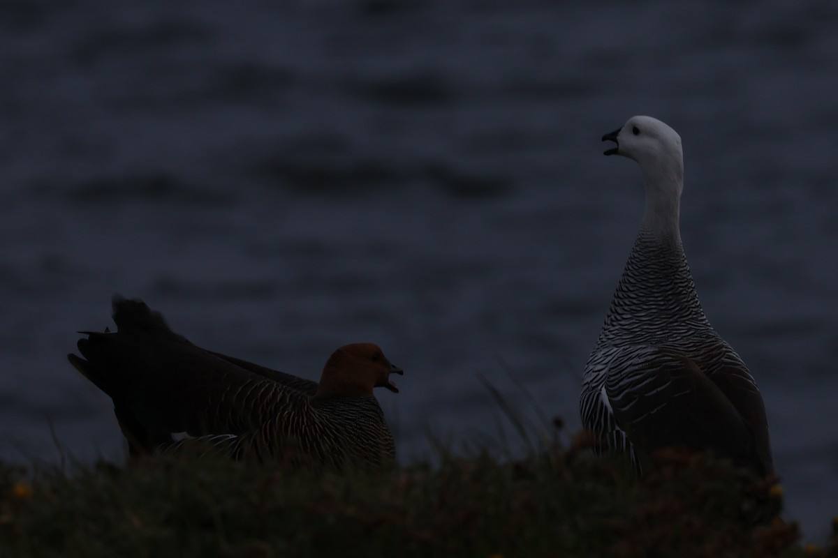 Upland Goose (Bar-breasted) - ML611599592