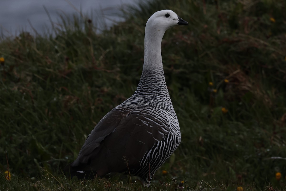 Upland Goose (Bar-breasted) - ML611599593