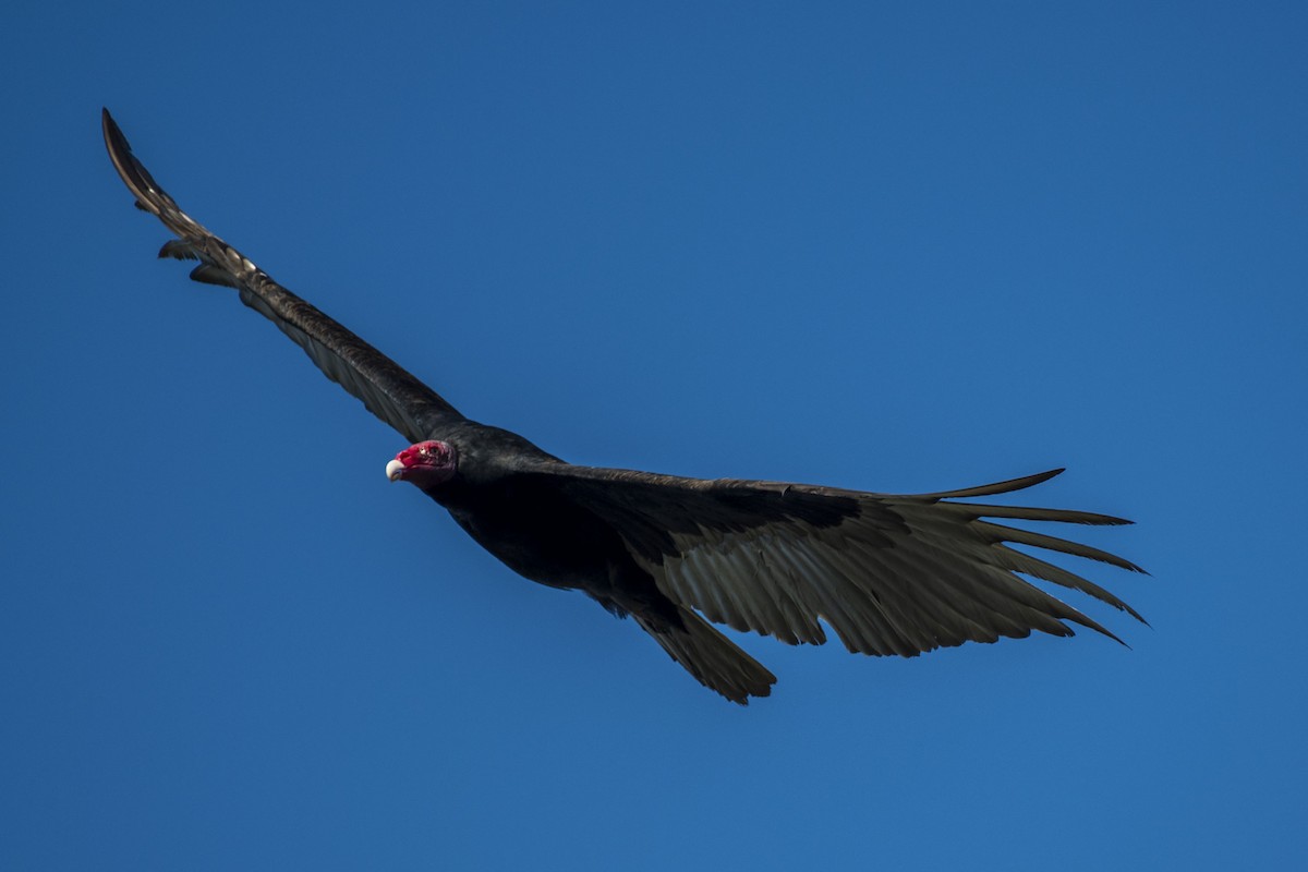 Turkey Vulture - ML611599714