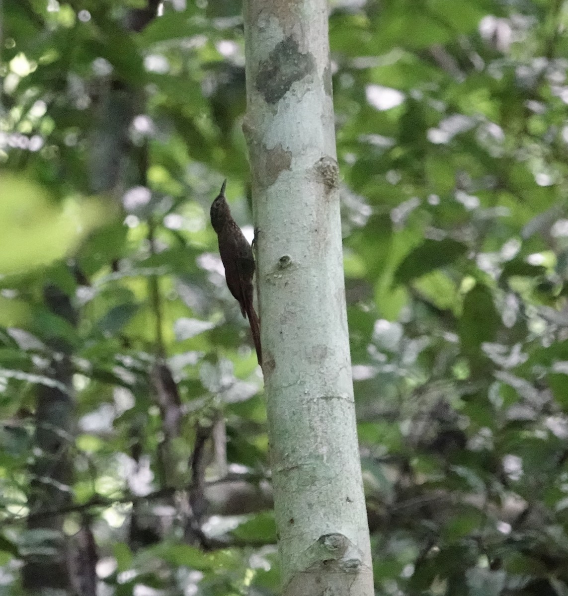 Piping Woodcreeper - ML611599725